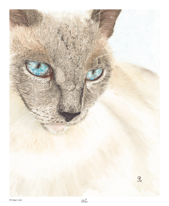 Beautiful blue eyed cat print in white mat ready to frame